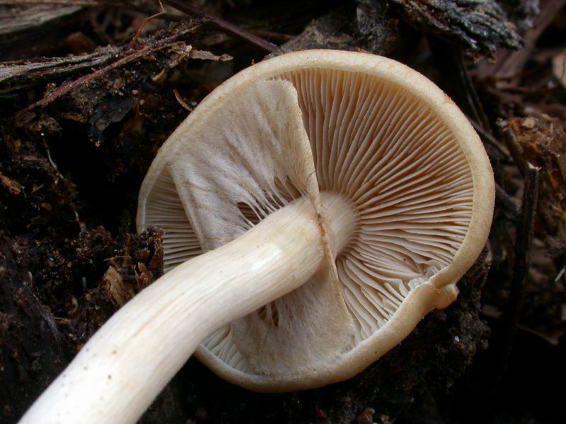 Agrocybe molesta